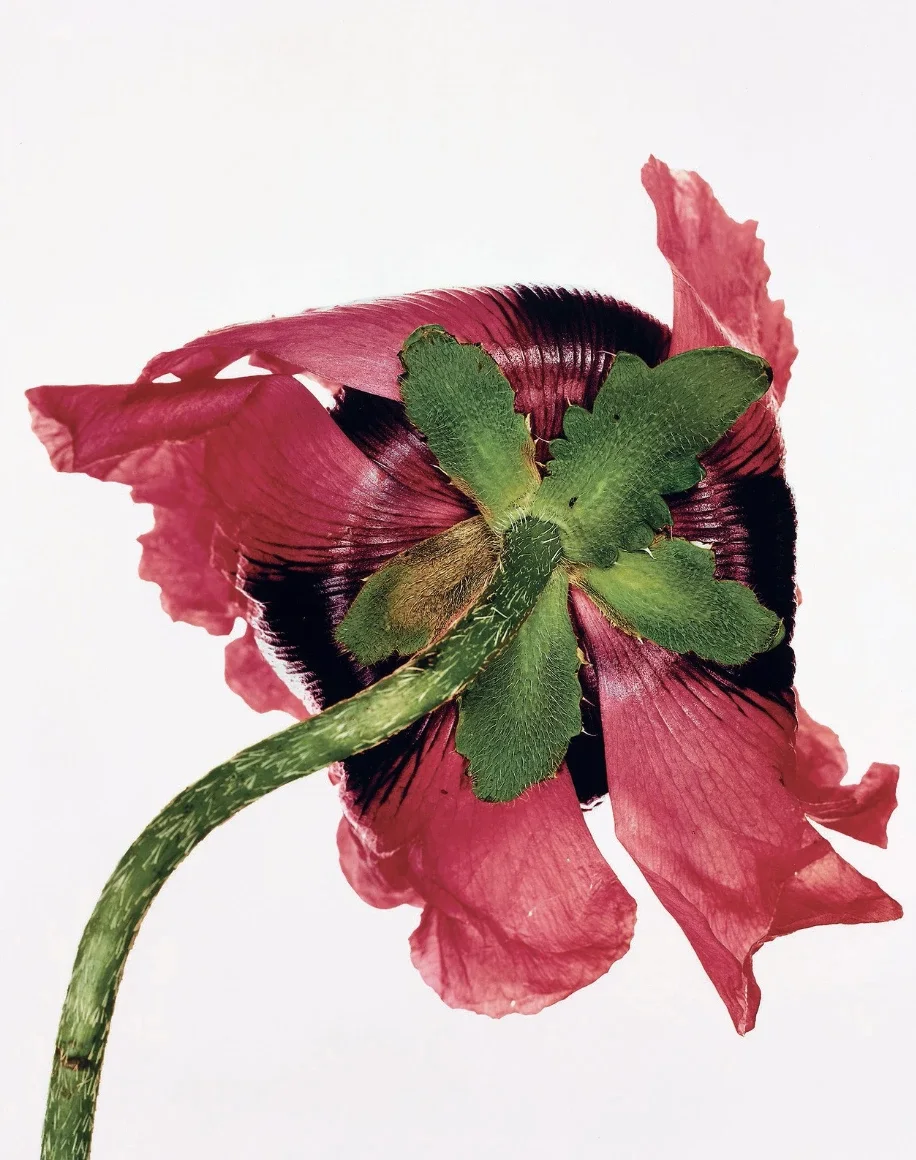 A red poppy seen from behind, its hairy green sepals splayed over dark-veined petals on a curving stem