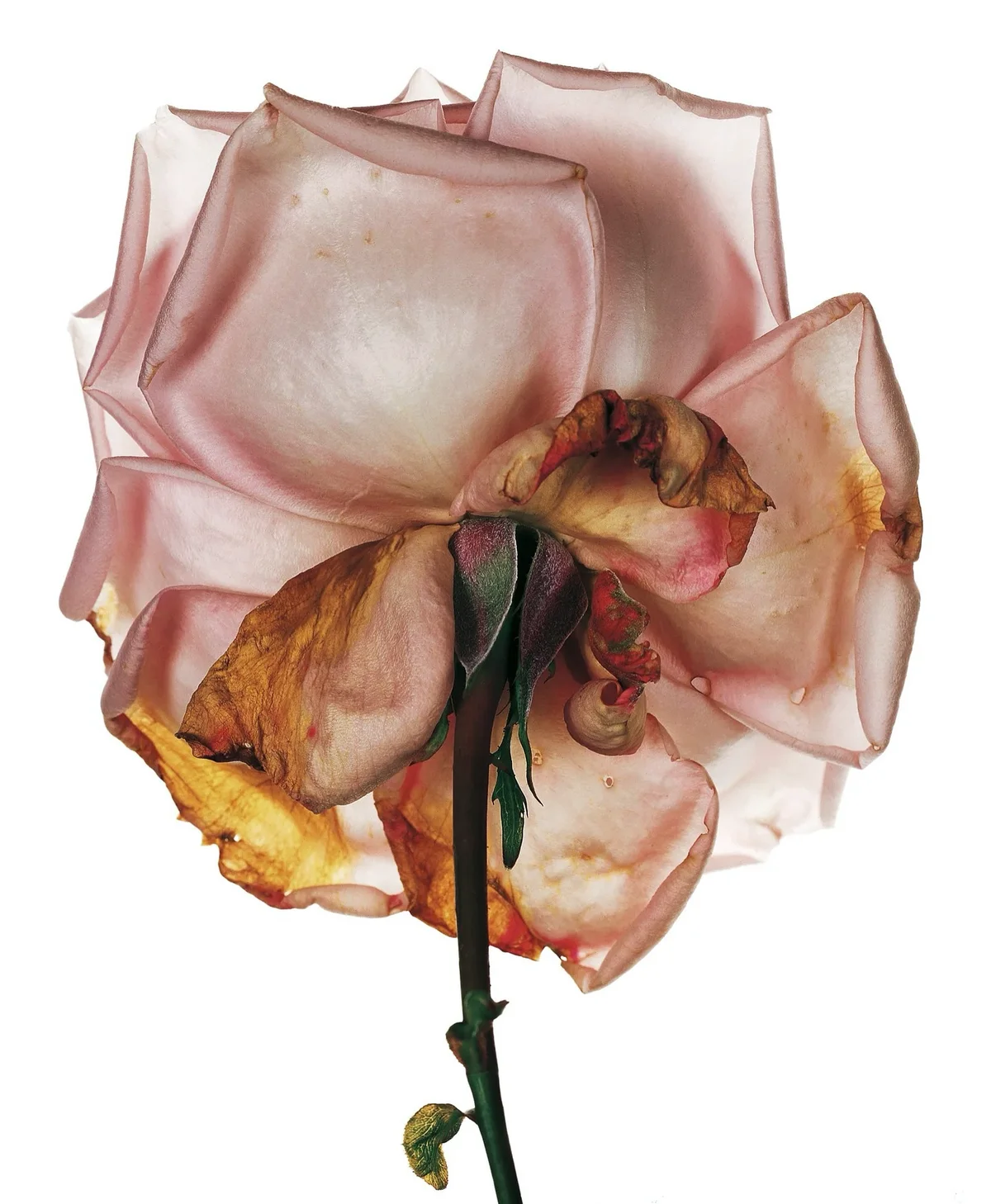 A pale pink rose seen from behind against white, its outer petals browning and curling around the stem